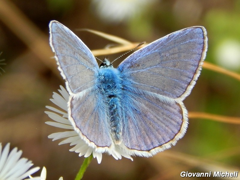 Polyommatus icarus ....variante.